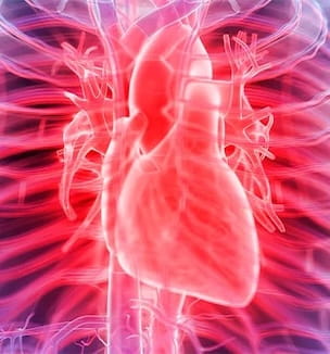 Stylized thumbnail illustration of a human heart.